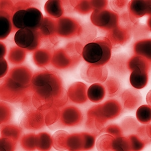 Blood cells abstract