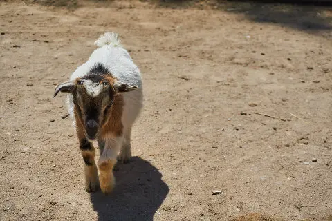 baby goat