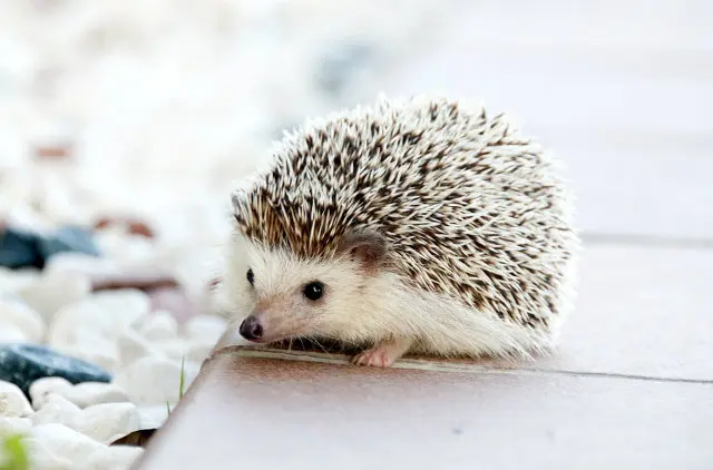baby hedgehog