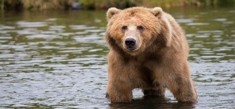 grizzly bear in stream