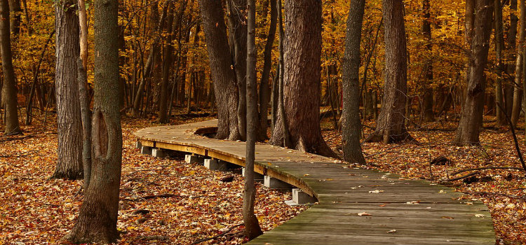 hiking boardwalk in woods