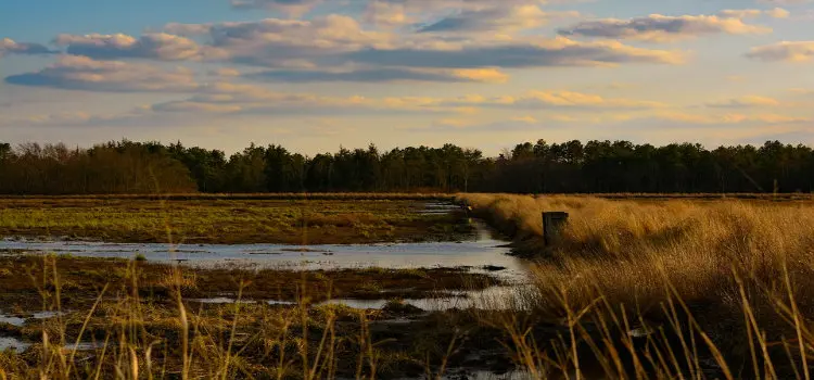 new jersey pine barrens