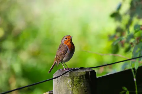 robin in nature