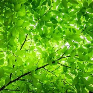 trees in an arboretum