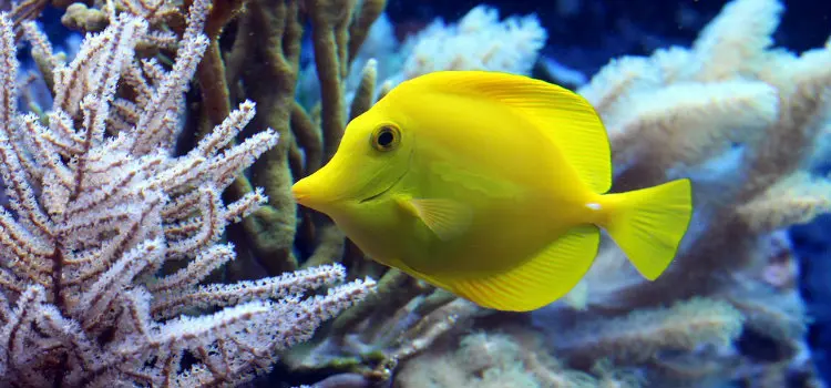 yellow surgeonfish